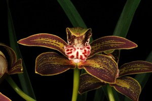 Cymbidium tracyanum Firebrand AM 84 pts.